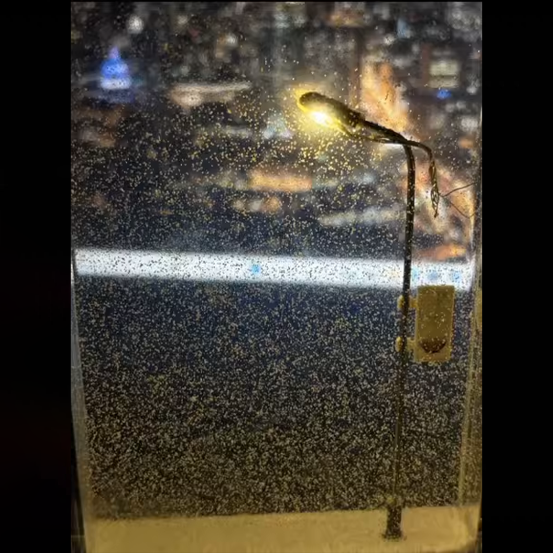 GlowFall™- SnowFall Lamp